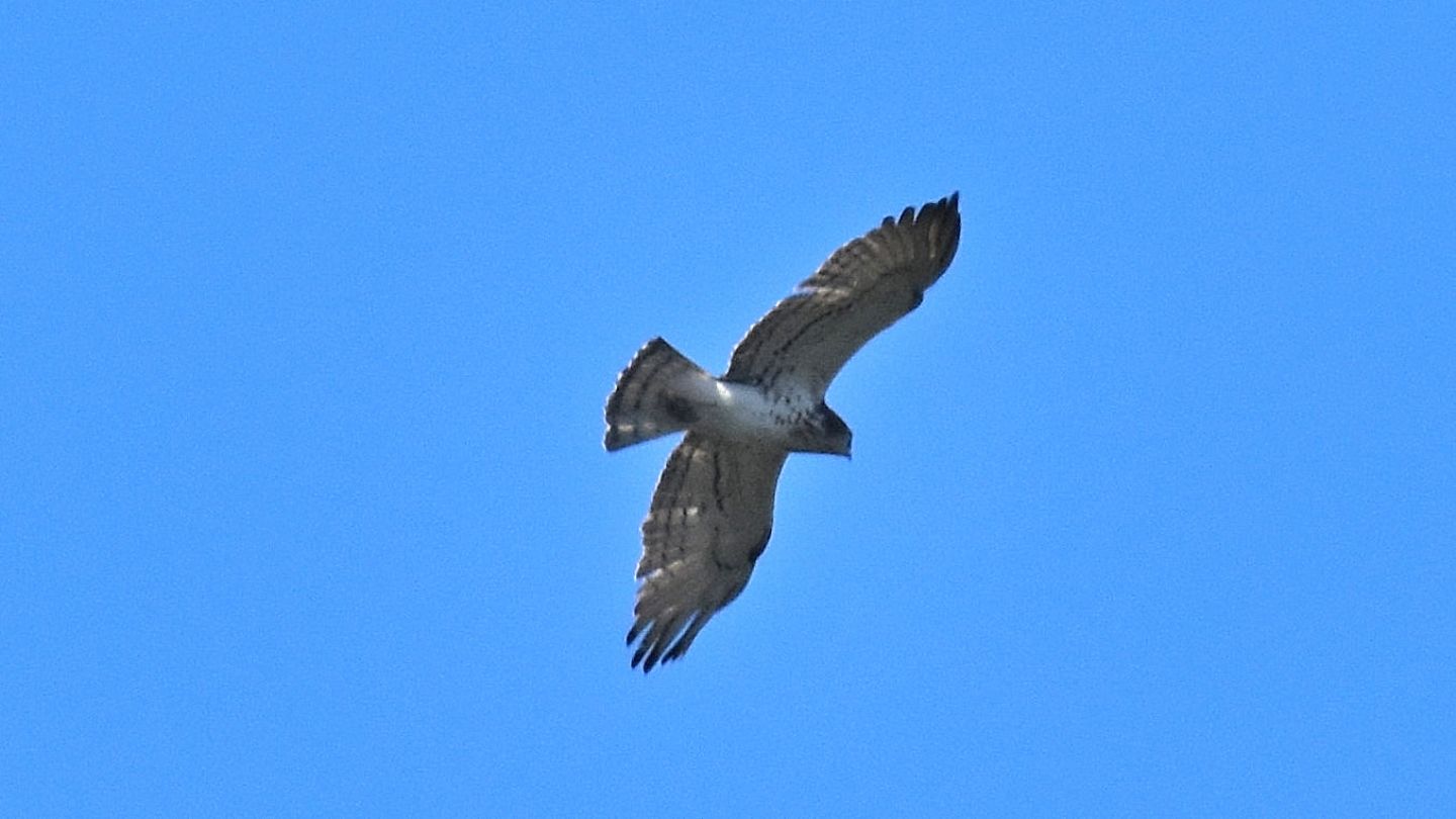 Rapace dal Giglio