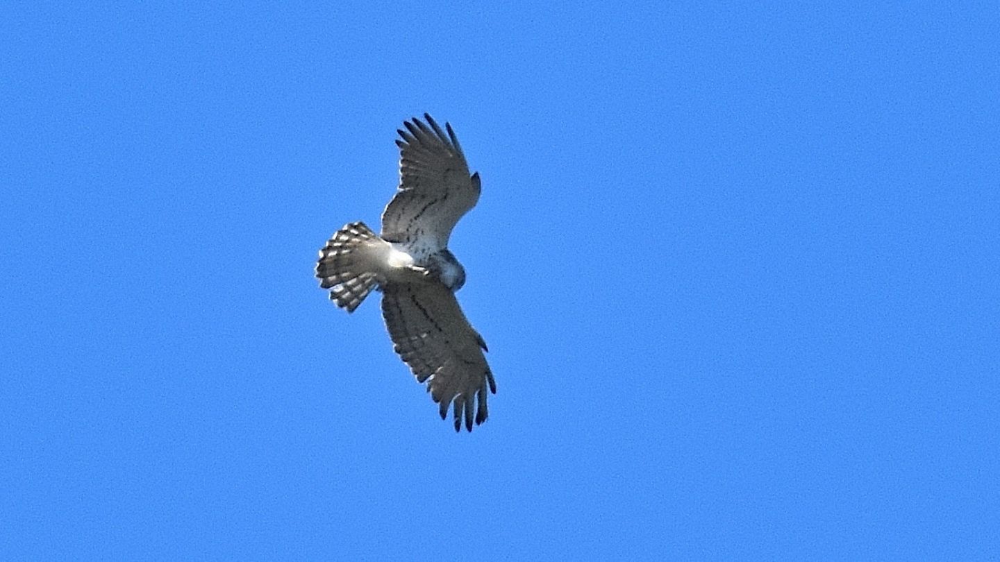 Rapace dal Giglio