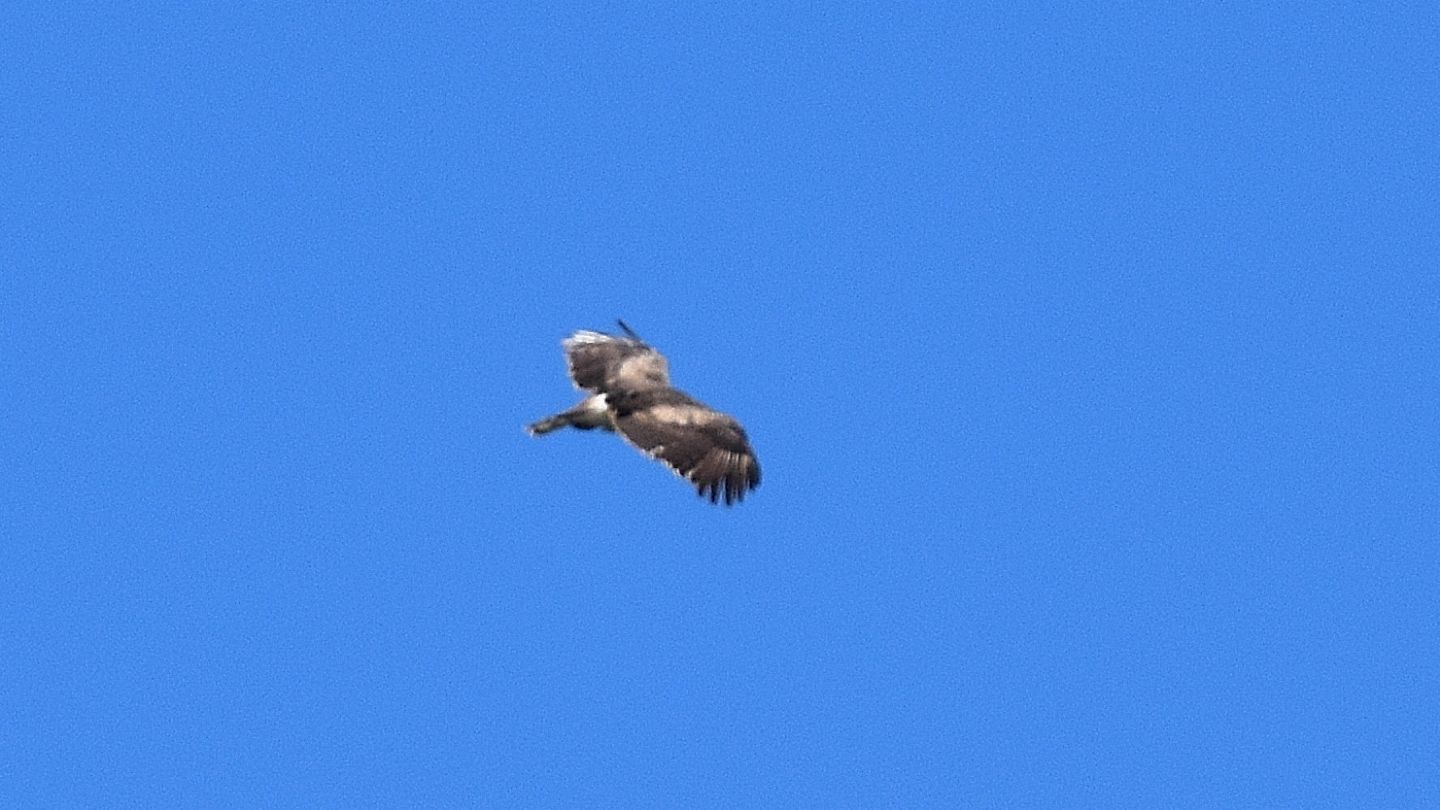 Rapace dal Giglio