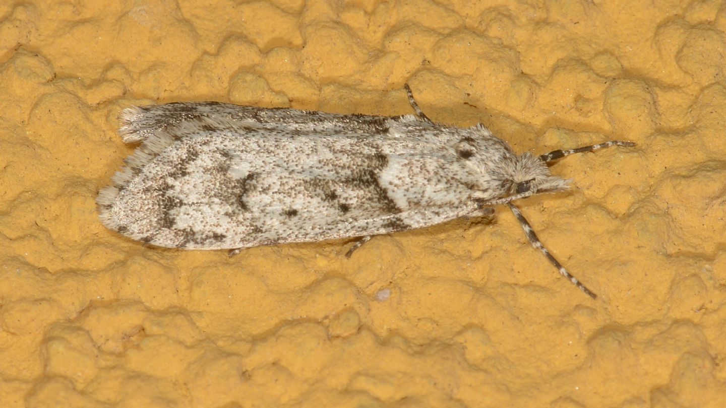 Cambidae da id - Diurnea fagella - Chimabachidae