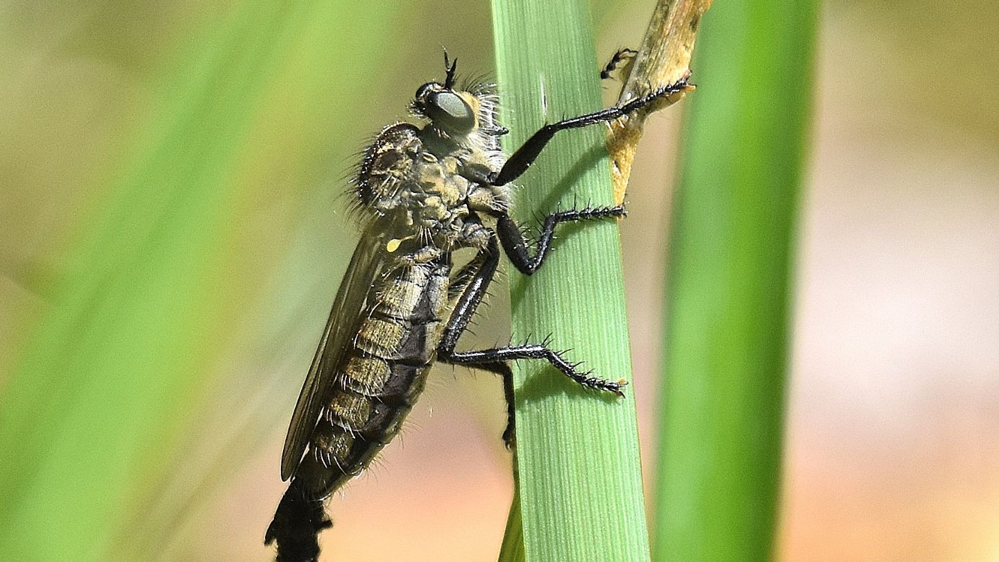 Asilidae