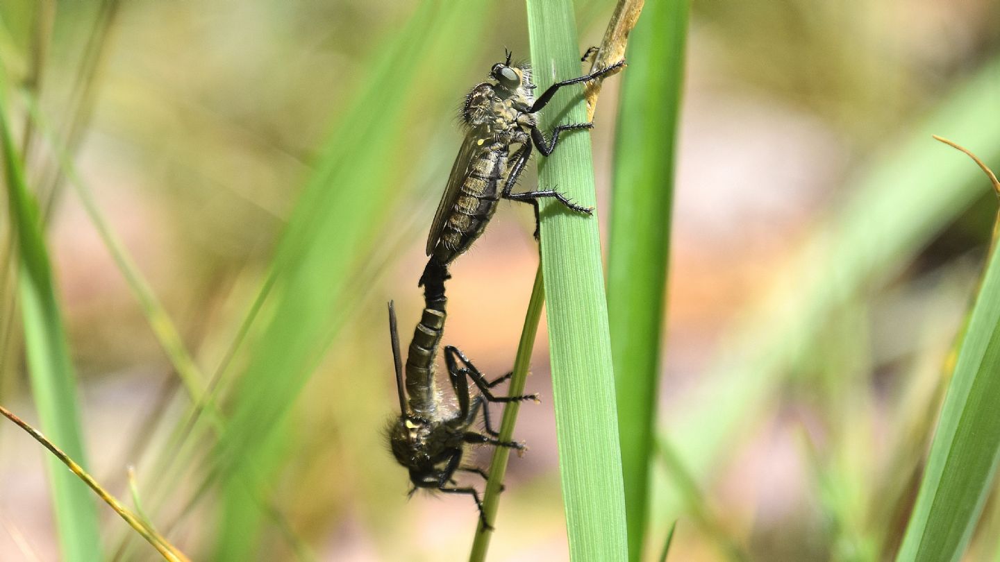 Asilidae