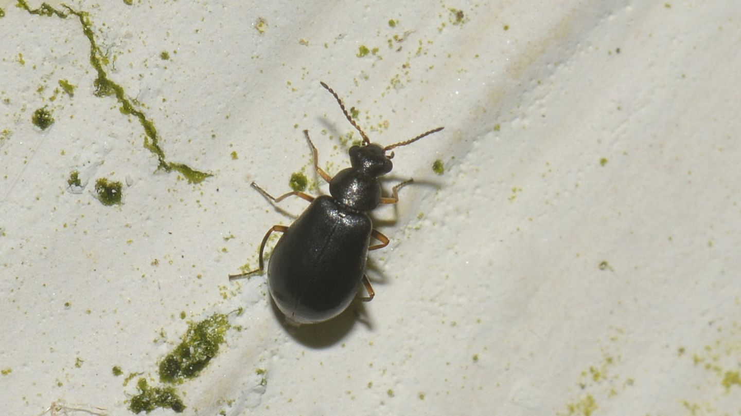 Malachiidae: Ebaeus flavicornis (cf.)