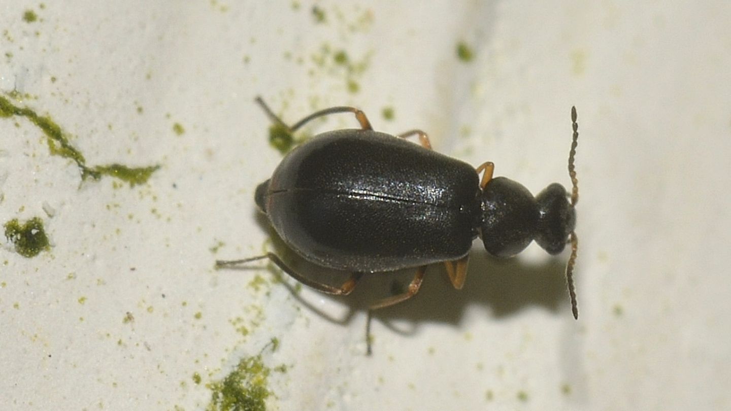 Malachiidae: Ebaeus flavicornis (cf.)