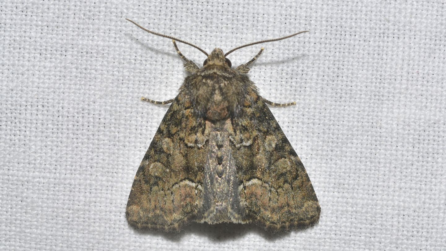 Noctuidae