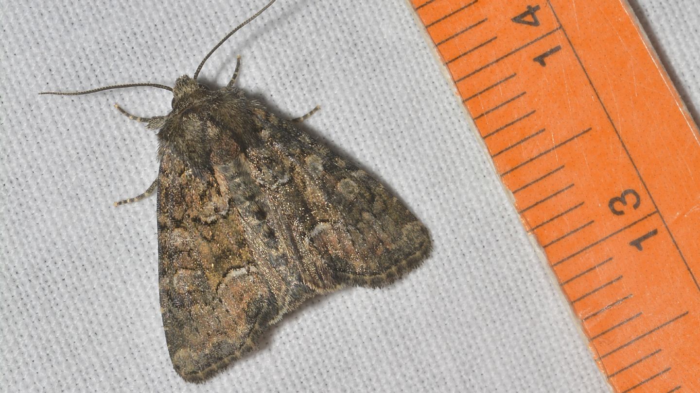 Noctuidae