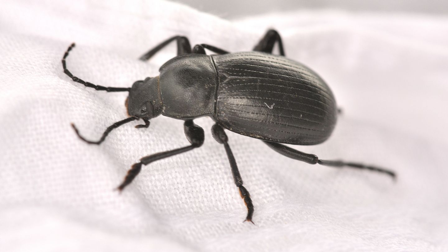 tenebrionidae: Probaticus ebeninus (ssp. cassolai?)
