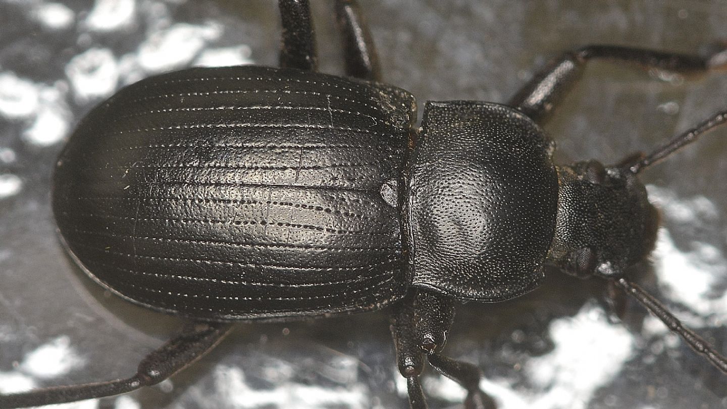tenebrionidae: Probaticus ebeninus (ssp. cassolai?)