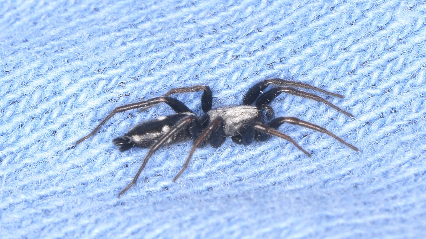 Gnaphosidae sardo