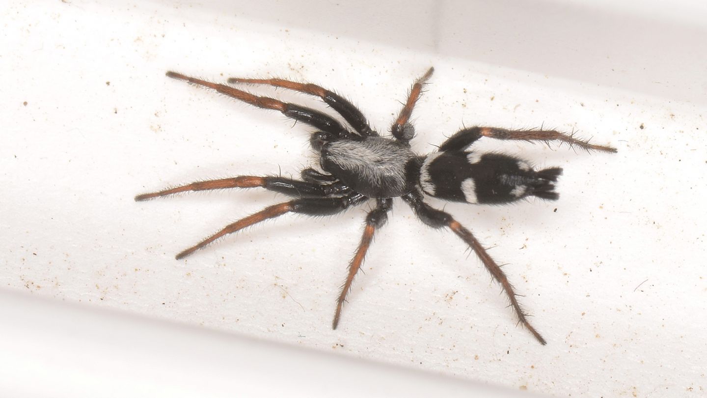 Gnaphosidae sardo