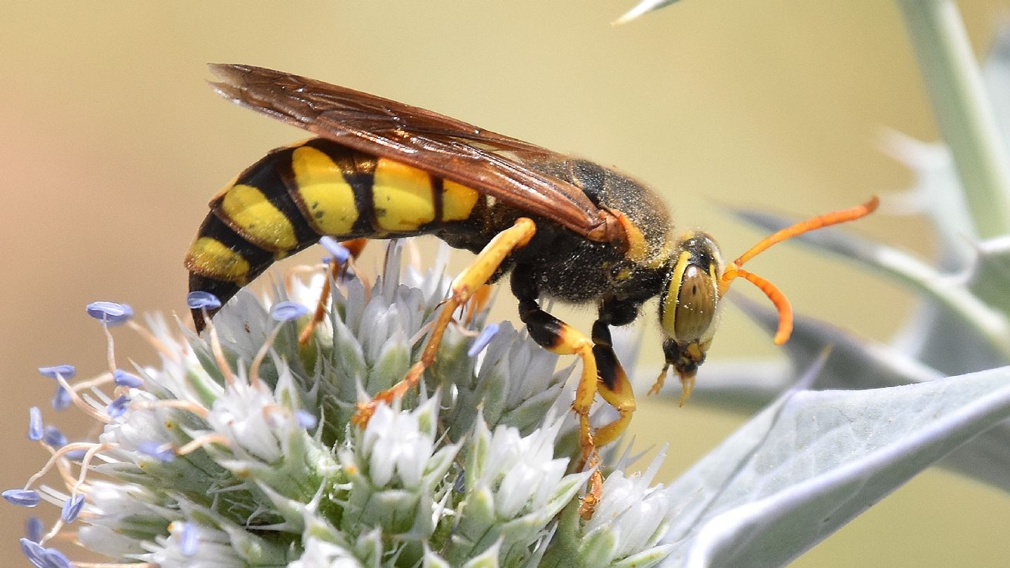 Apidae Nomadinae? No, Crabronidae: femmina di Stizus fasciatus