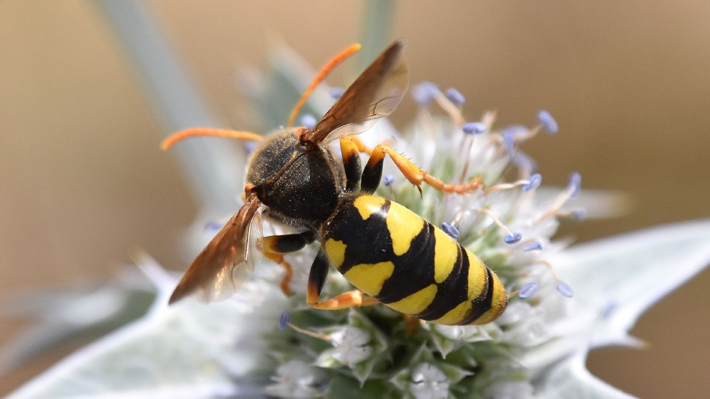 Apidae Nomadinae? No, Crabronidae: femmina di Stizus fasciatus