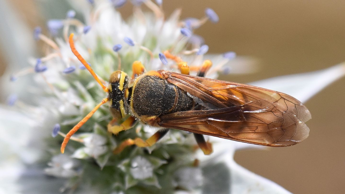 Apidae Nomadinae? No, Crabronidae: femmina di Stizus fasciatus