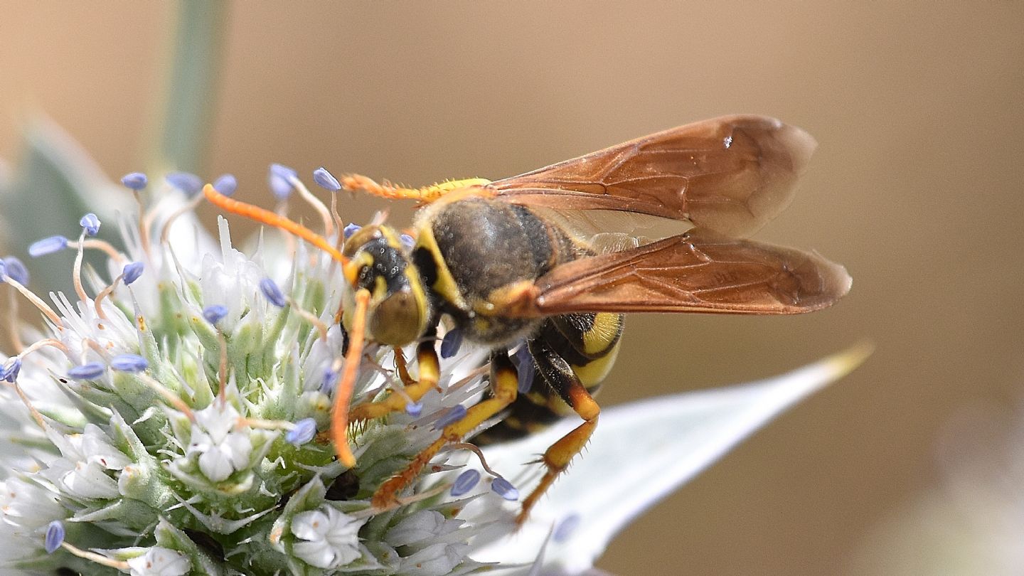 Apidae Nomadinae? No, Crabronidae: femmina di Stizus fasciatus