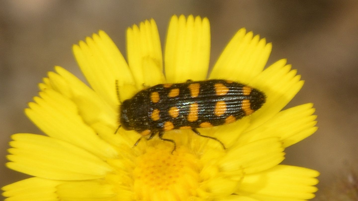 Buprestidae