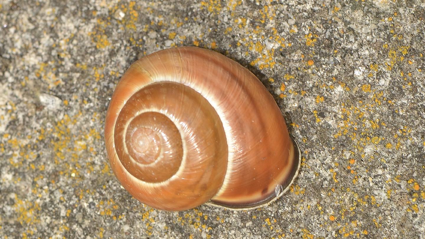 Cepaea nemoralis ?