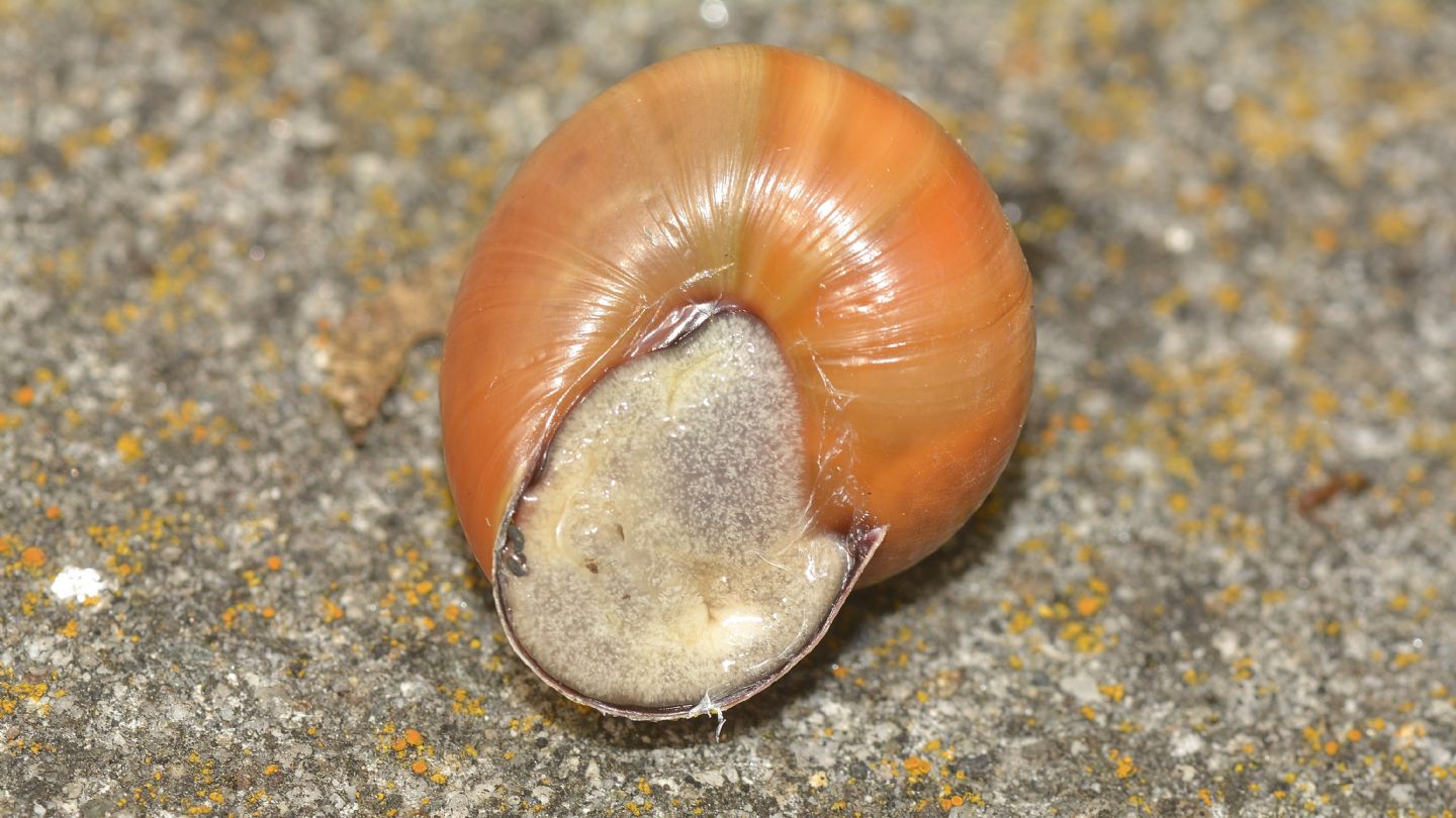 Cepaea nemoralis ?