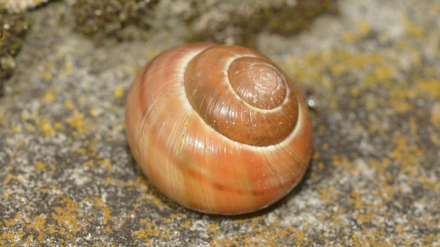 Cepaea nemoralis ?