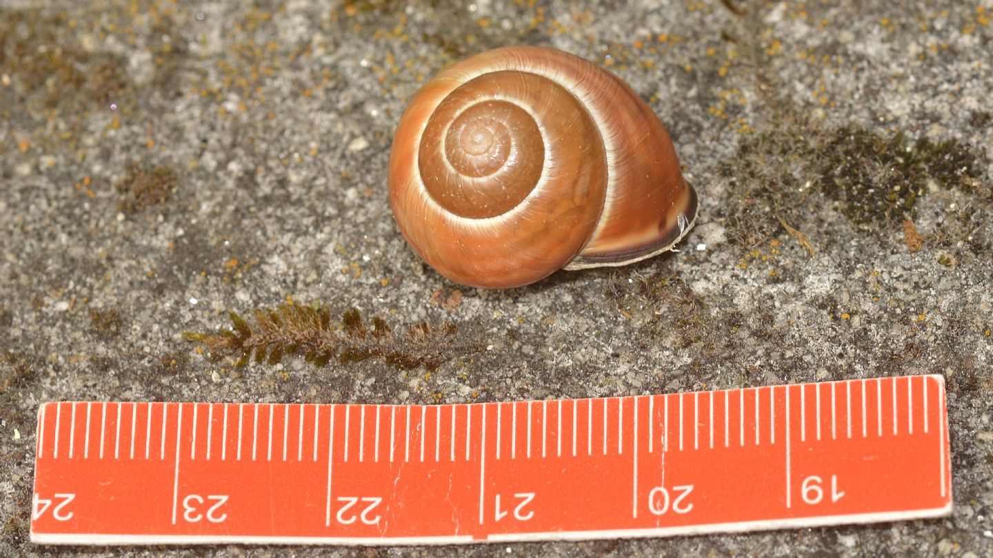 Cepaea nemoralis ?