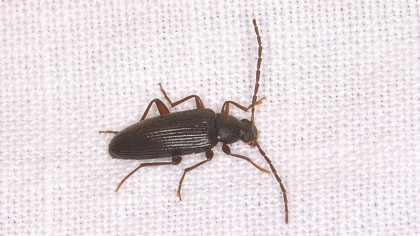 Tenebrionidae Alleculinae: Allecula morio
