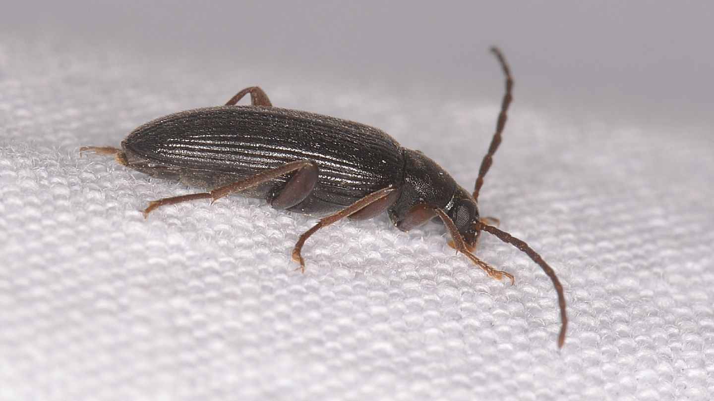 Tenebrionidae Alleculinae: Allecula morio