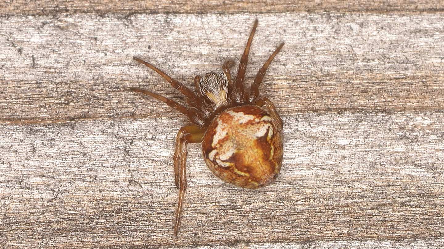 Araneus da id