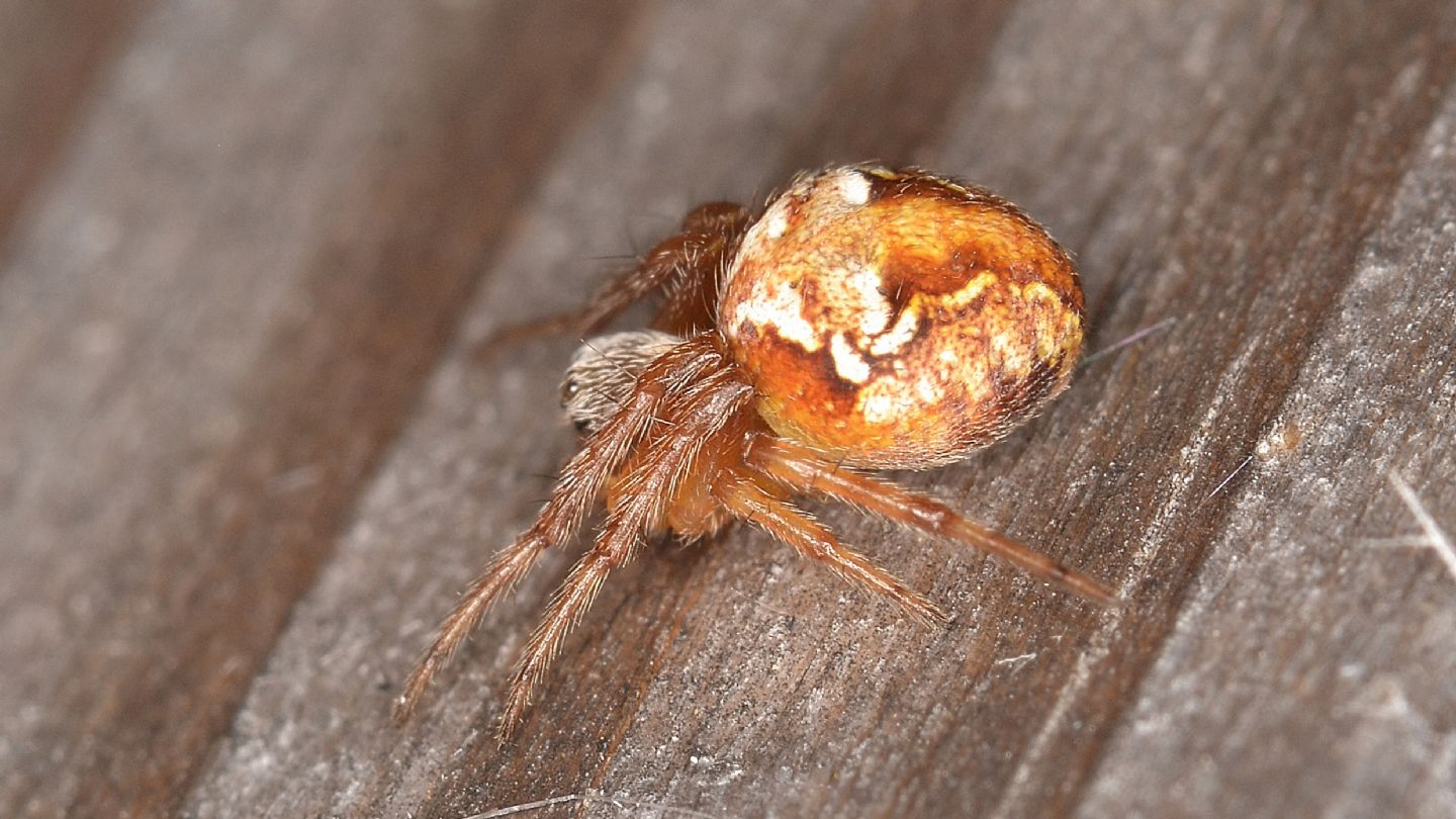 Araneus da id