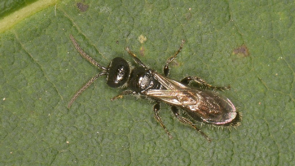 Tiphiidae: Tiphia sp.