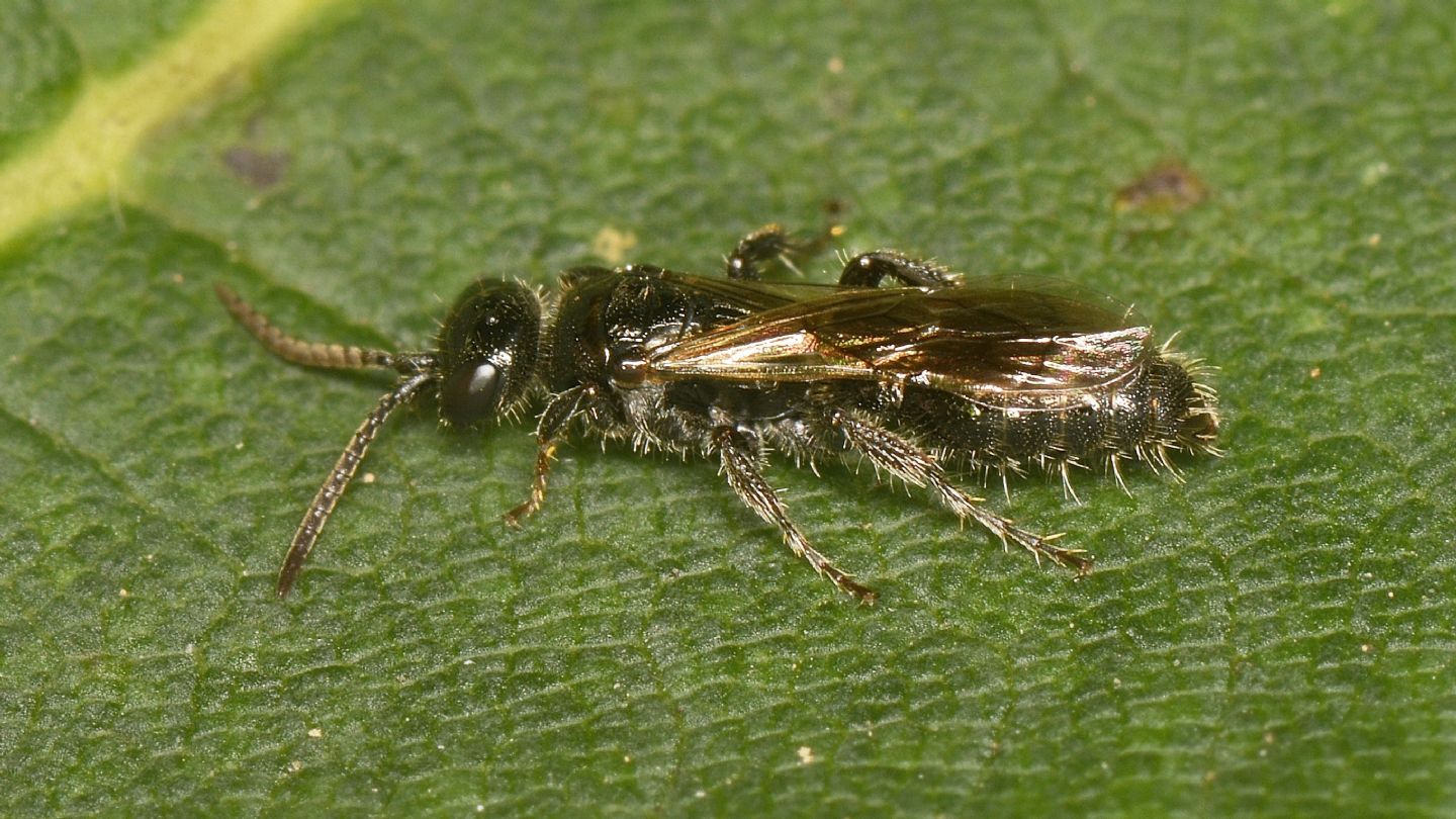 Tiphiidae: Tiphia sp.