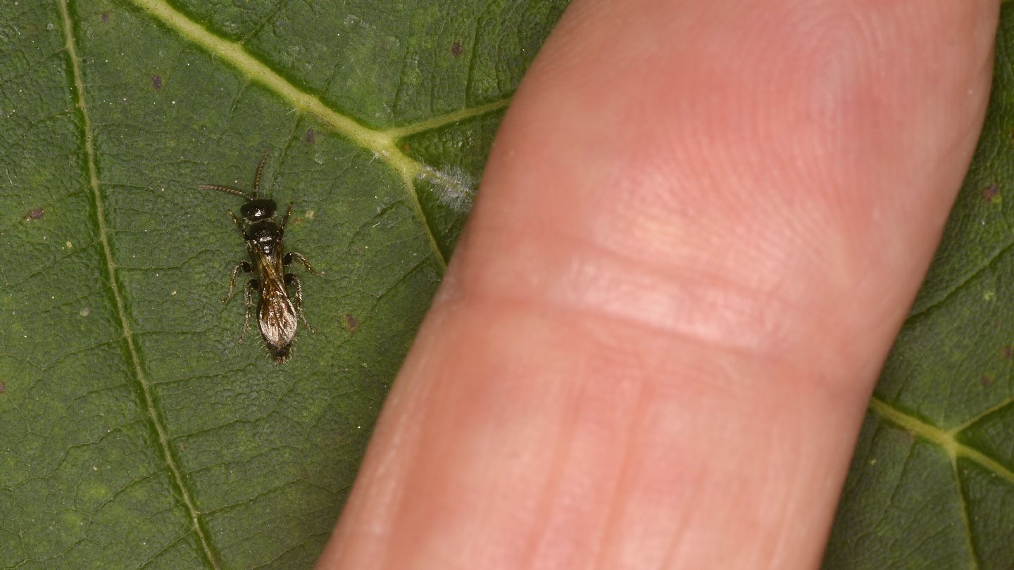 Tiphiidae: Tiphia sp.