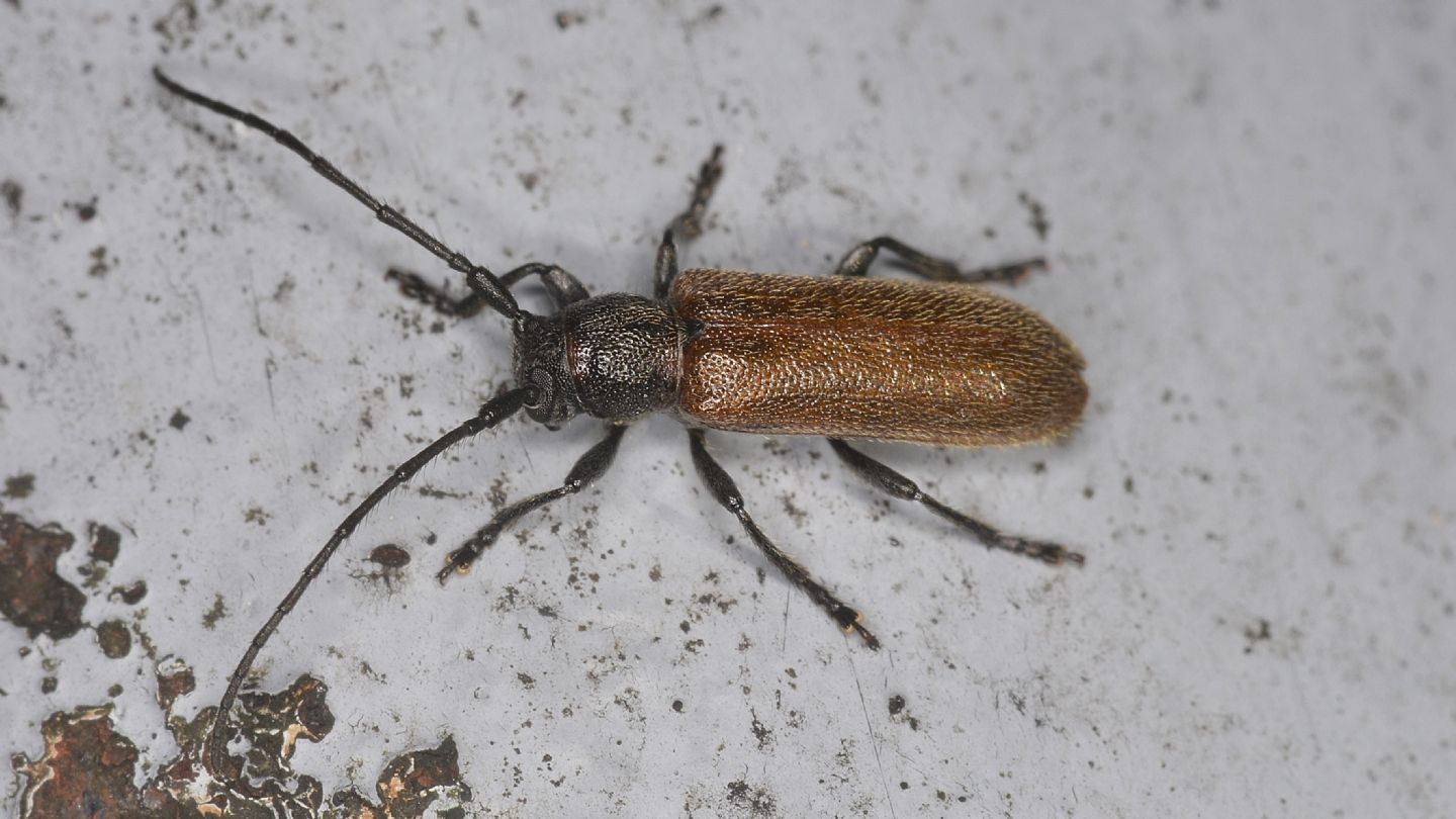 Cerambycidae: Anaesthetis testacea