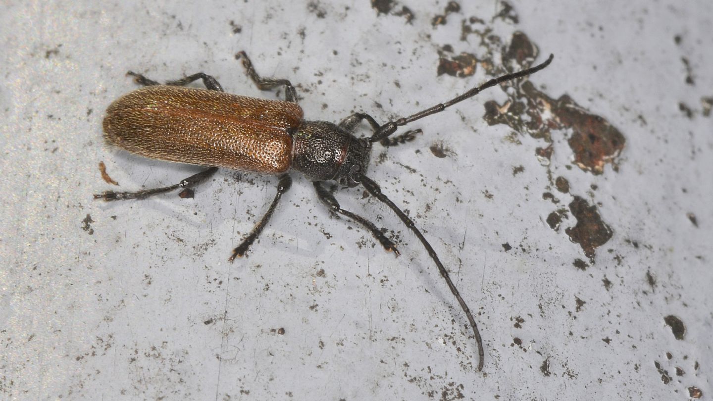 Cerambycidae: Anaesthetis testacea