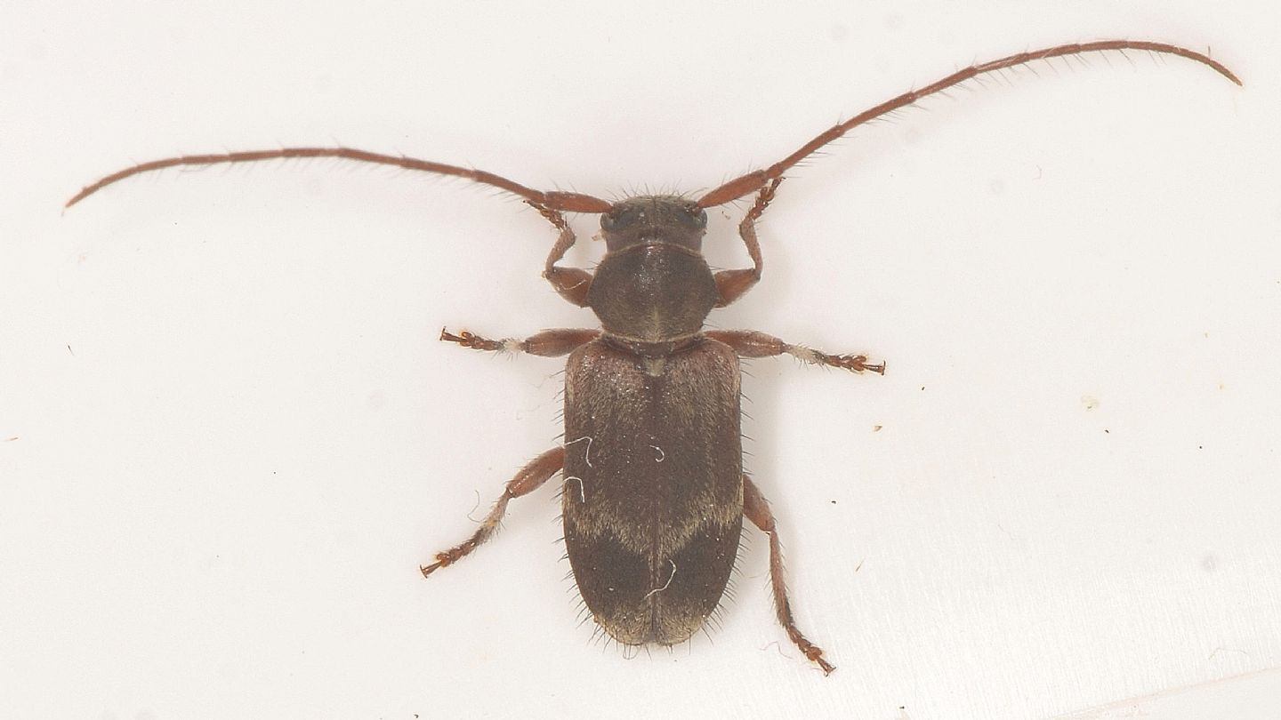 Cerambycidae: Exocentrus lusitanus