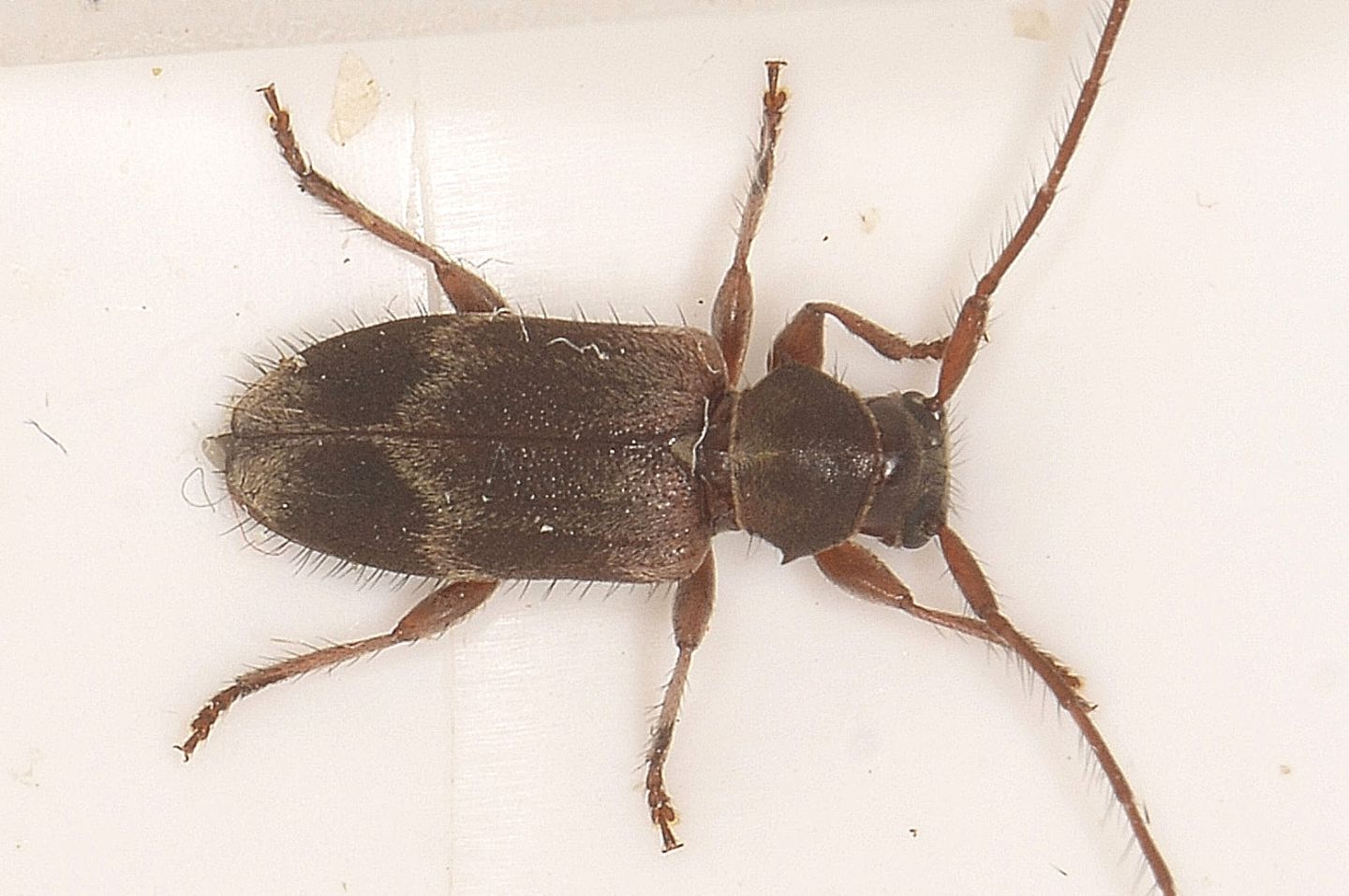 Cerambycidae: Exocentrus lusitanus