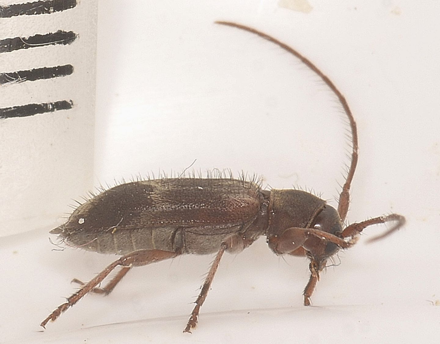 Cerambycidae: Exocentrus lusitanus