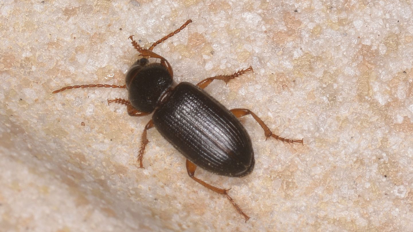 E'' lo stesso Carabidae?? No, Ophonus sp.