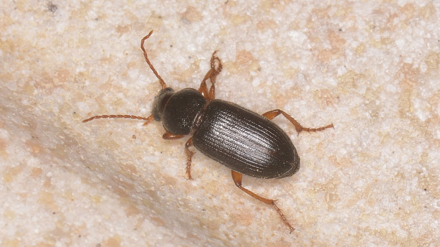 E'' lo stesso Carabidae?? No, Ophonus sp.