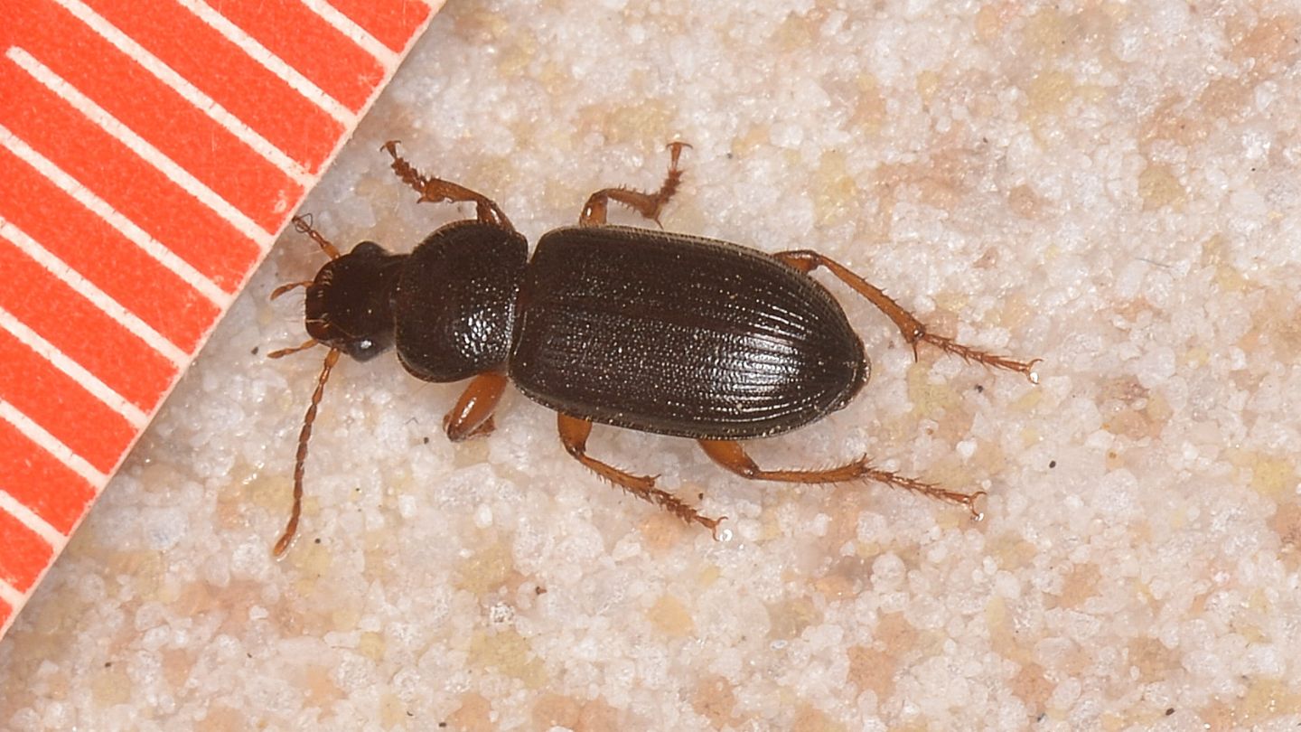 E'' lo stesso Carabidae?? No, Ophonus sp.