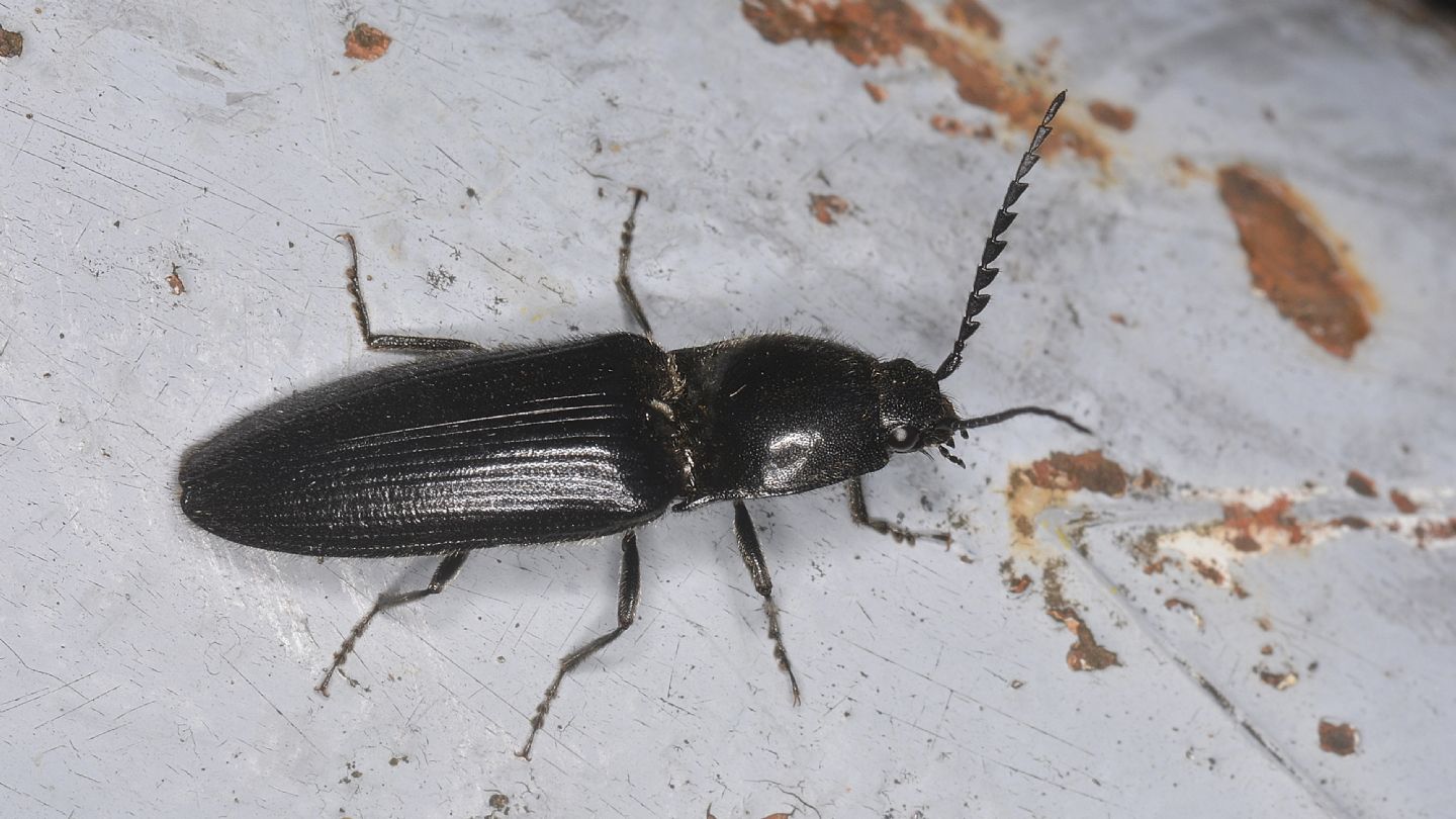 Elateridae nero: Hemicrepidius sp.