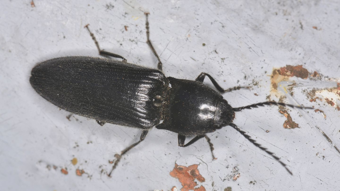 Elateridae nero: Hemicrepidius sp.