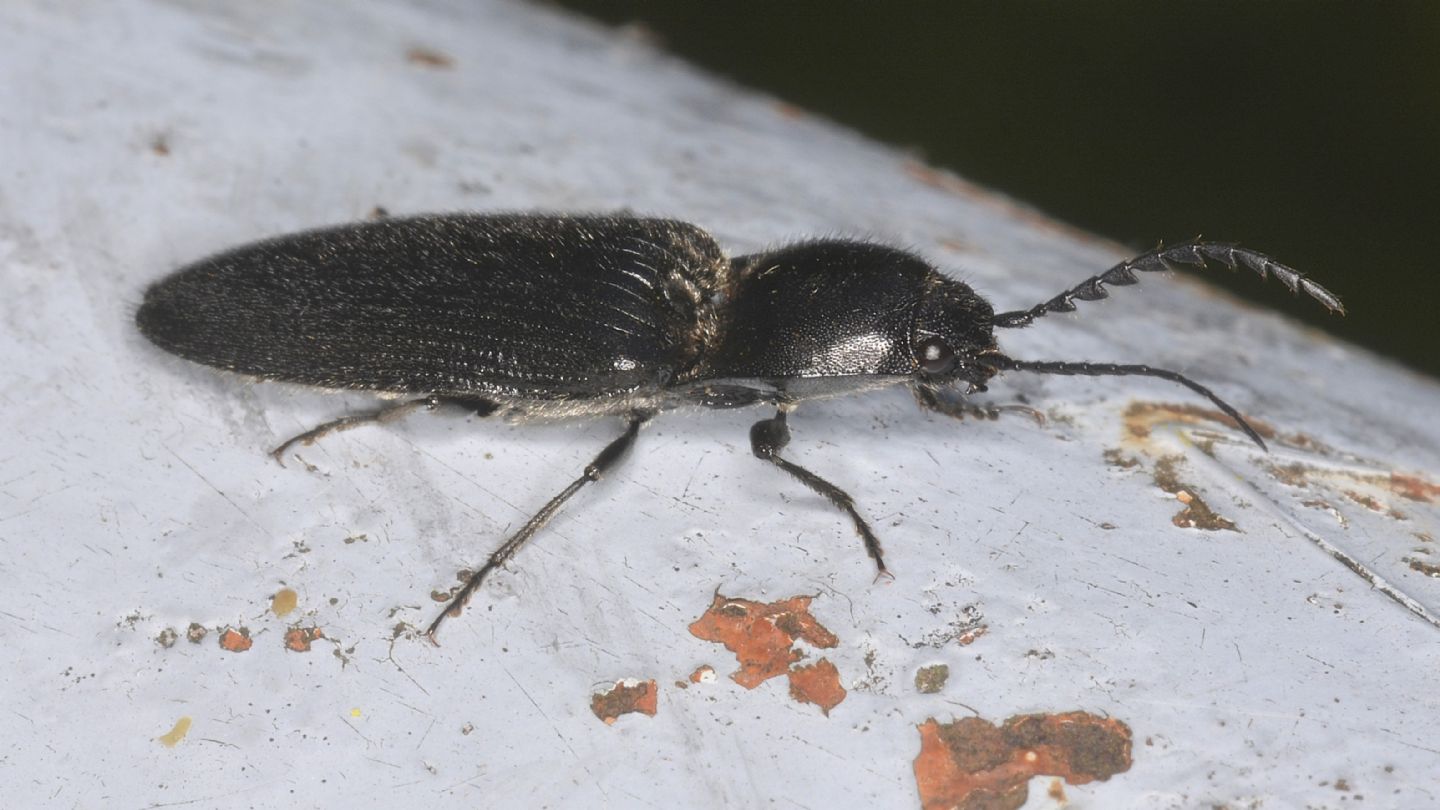 Elateridae nero: Hemicrepidius sp.