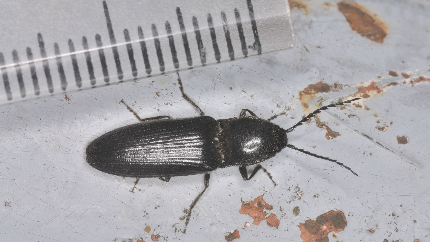 Elateridae nero: Hemicrepidius sp.