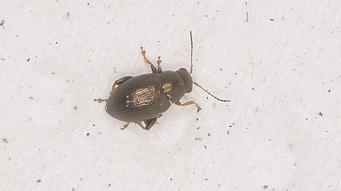 Chrysomelidae: Longitarsus? No, Chaetocnema sp.