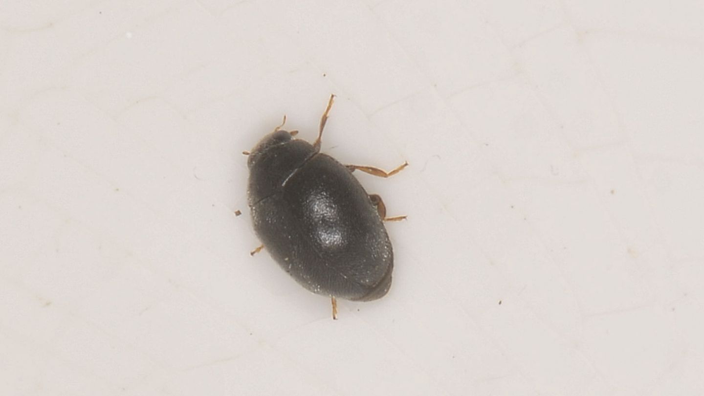 Coccinellidae: Scymnus sp.