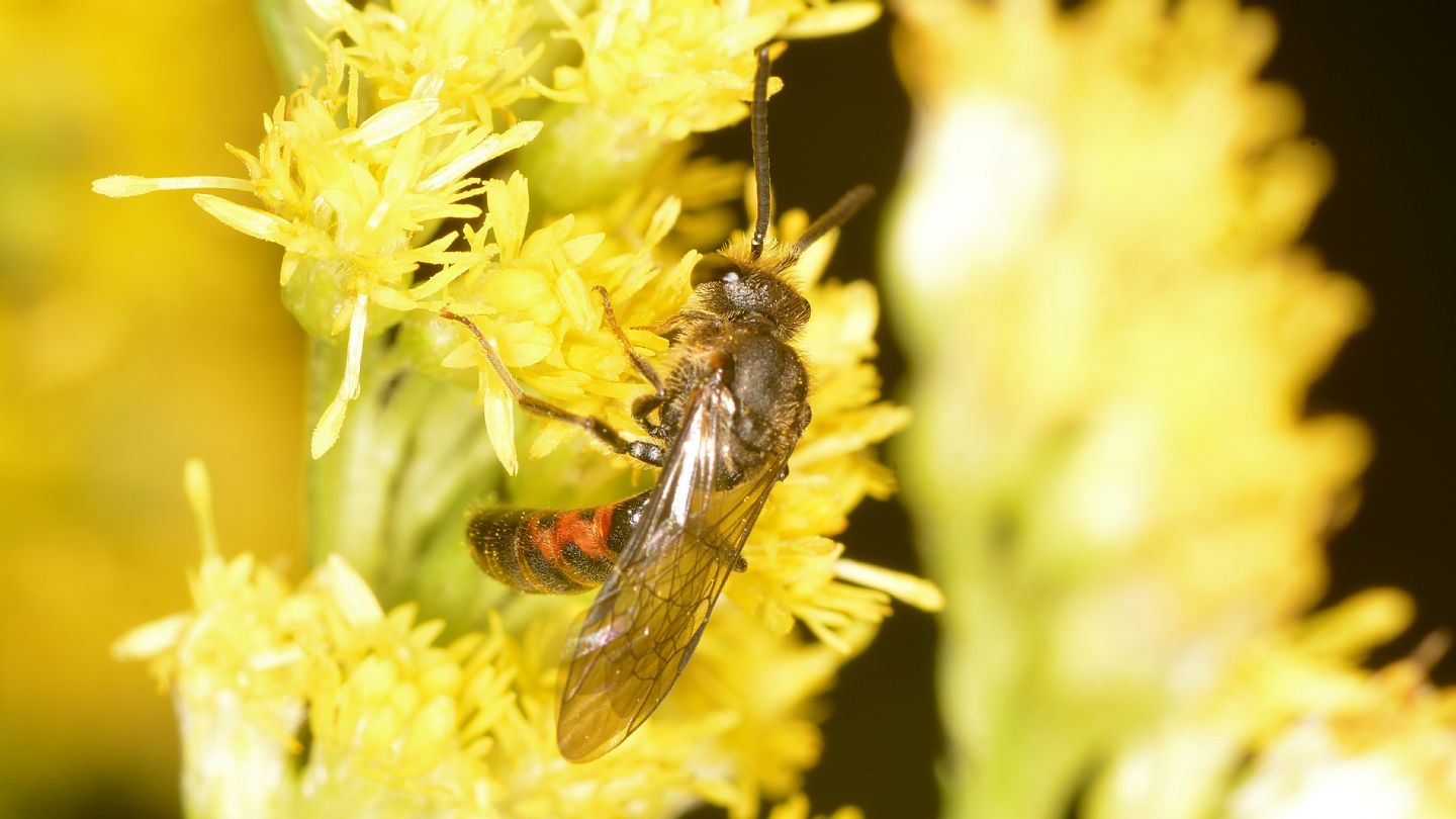 Halictidae: Lasioglossum sp.