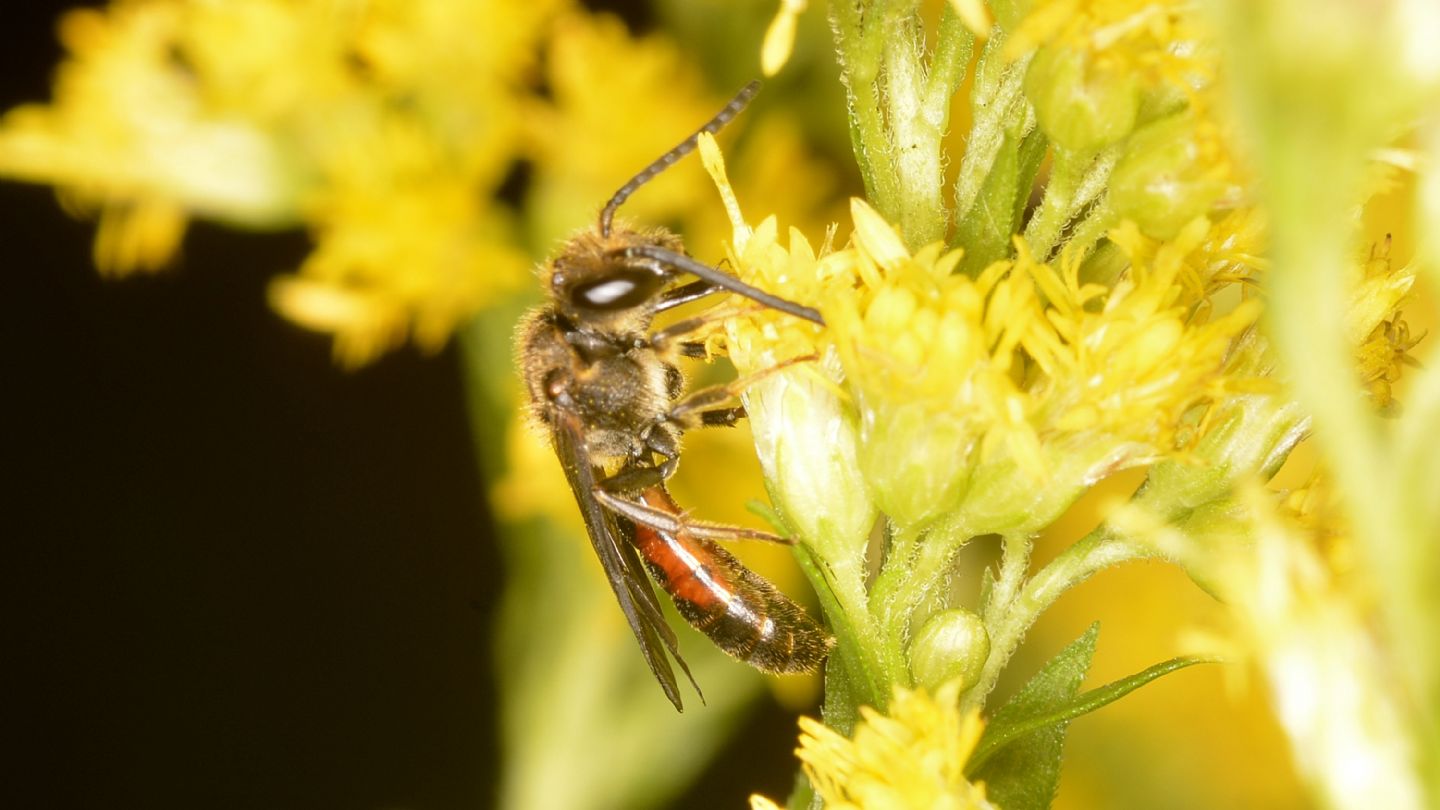 Halictidae: Lasioglossum sp.