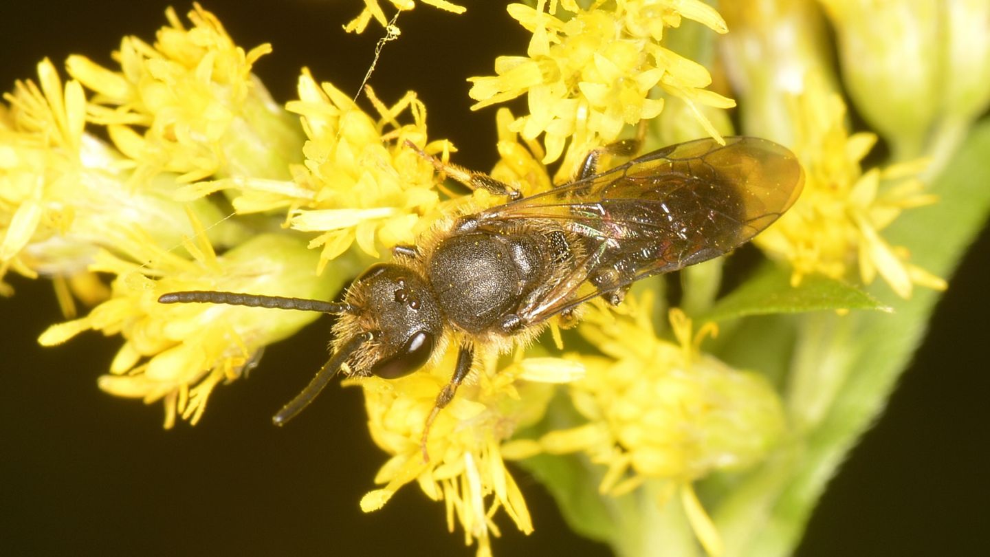 Halictidae: Lasioglossum sp.