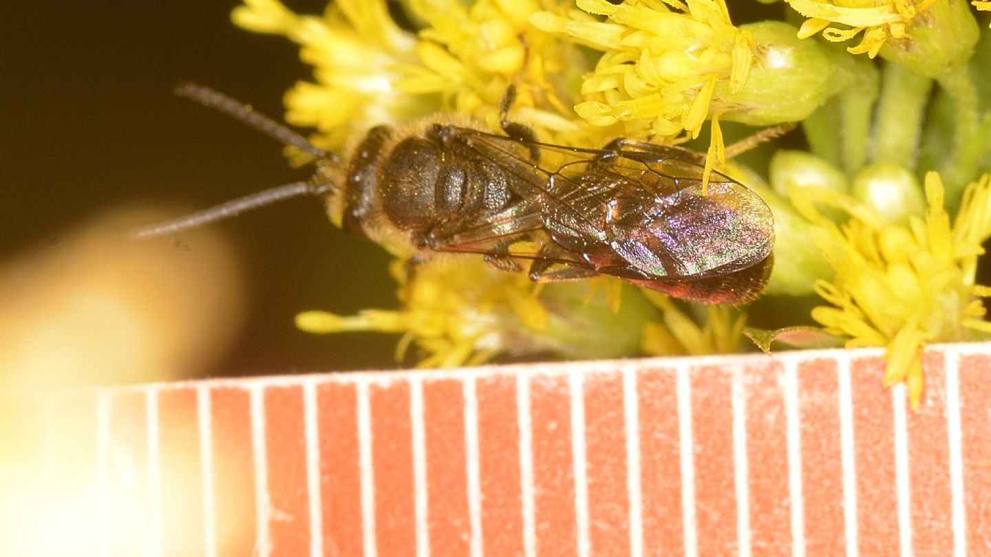 Halictidae: Lasioglossum sp.