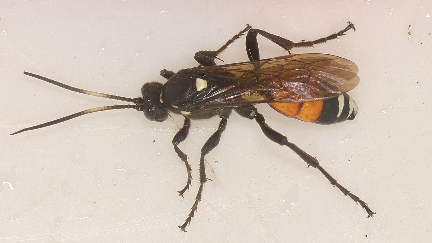 Ichneumonidae ?