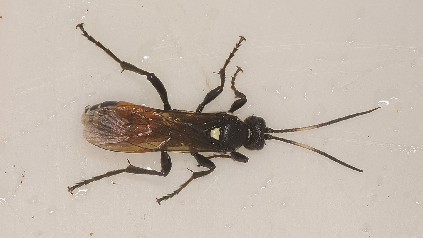 Ichneumonidae ?